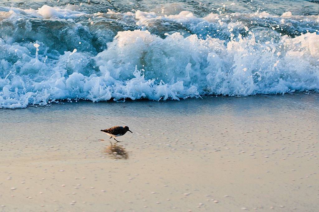 Least Sandpiper by Avelino Maestas is licensed under CC BY-NC-SA 2.0.